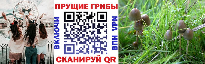 Псилоцибиновые грибы Psilocybe  Ленинск 
